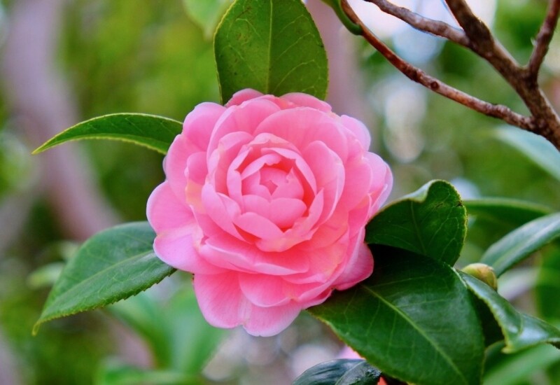 1. Hoa trà từ lâu đã được xem là loài hoa mang ý nghĩa cát tường, rất được ưa chuộng khi trồng trước cửa nhà trong dịp Tết Nguyên đán. Lá xanh dày, bóng khỏe, hoa đỏ mịn như lụa, nở bền từ đầu năm đến cuối năm, tượng trưng cho sự sung túc và bình an dài lâu. 