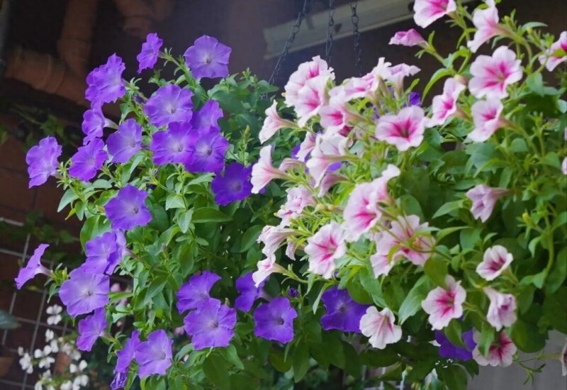 1. Dạ yến thảo là loại hoa rủ rất quen thuộc, đặc biệt phù hợp với ban công kín nếu có đủ ánh sáng. Đây là hoa cỏ một năm nhưng khả năng ra hoa cực kỳ mạnh, chỉ cần nắng tốt là có thể nở gần như quanh năm. 