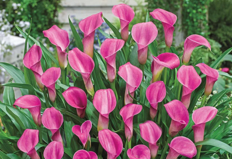 1. Nhắc đến hoa gắn liền với hình ảnh ngựa, chắc chắn nhiều người sẽ nghĩ ngay đến hoa rum, hay còn gọi là mã đề liên. Hoa có dáng cong mềm mại, trông giống hệt chiếc móng ngựa, lá xanh mướt, tươi tốt quanh năm và có nhiều màu sắc như đỏ, vàng, hồng, trắng, tím…