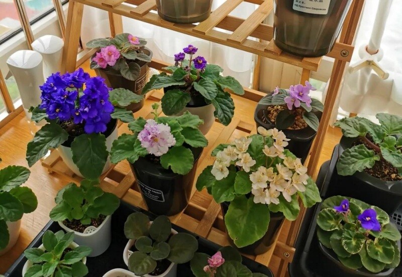 1. Hoa violet châu Phi có dáng nhỏ gọn, màu sắc dịu dàng, nở hoa quanh năm, rất thích hợp trưng trong nhà dịp Tết. Theo phong thủy, màu tím và hồng tượng trưng cho sự hòa hợp, gắn kết tình cảm và giúp không gian trở nên hài hòa, nhẹ nhàng và dễ chịu hơn.