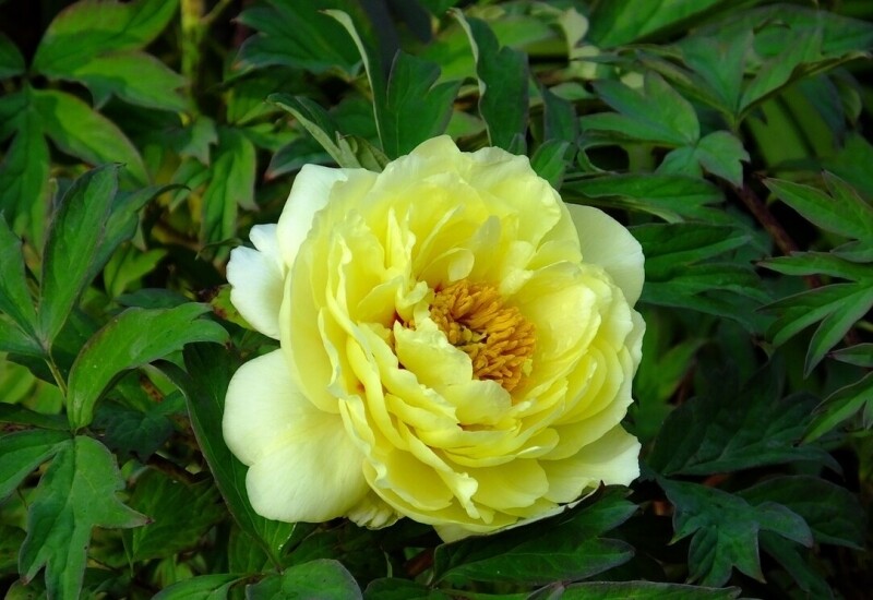 1. Mẫu đơn được mệnh danh là “vua của các loài hoa” vì có hoa to, rực rỡ với nhiều màu như đỏ, hồng, vàng, trắng… Ngoài ra, nó còn tượng trưng cho phú quý, cát tường và thịnh vượng, nên đầu năm mới, nhiều gia đình chọn trồng mẫu đơn trước nhà để đón tài lộc và may mắn. 