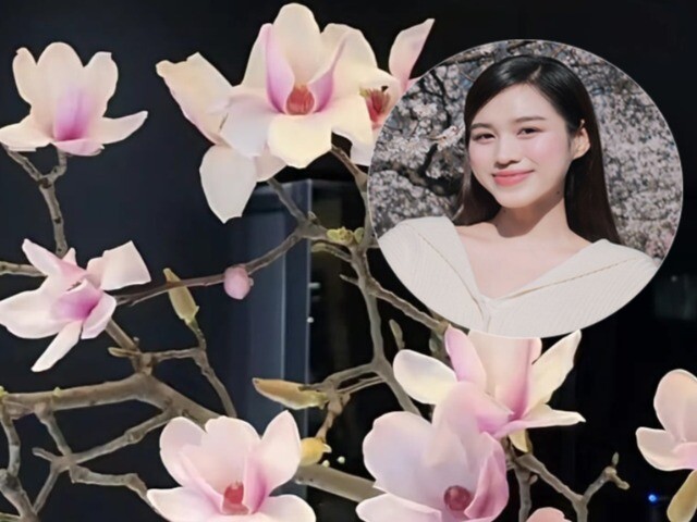 Đỗ Thị Hà chia sẻ 3 bí quyết chơi hoa mộc lan không toang ngày Tết