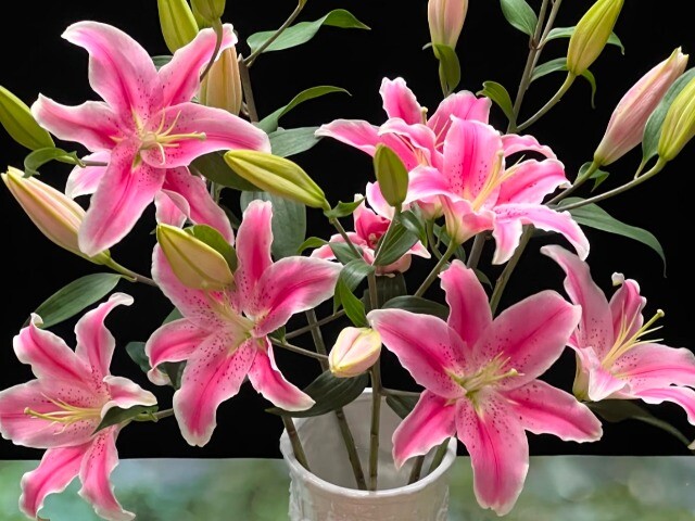 3 loại hoa vào nhà, nhà nghèo người khổ, dịp Tết rất nhiều gia đình vô tình rước về mà không hay biết