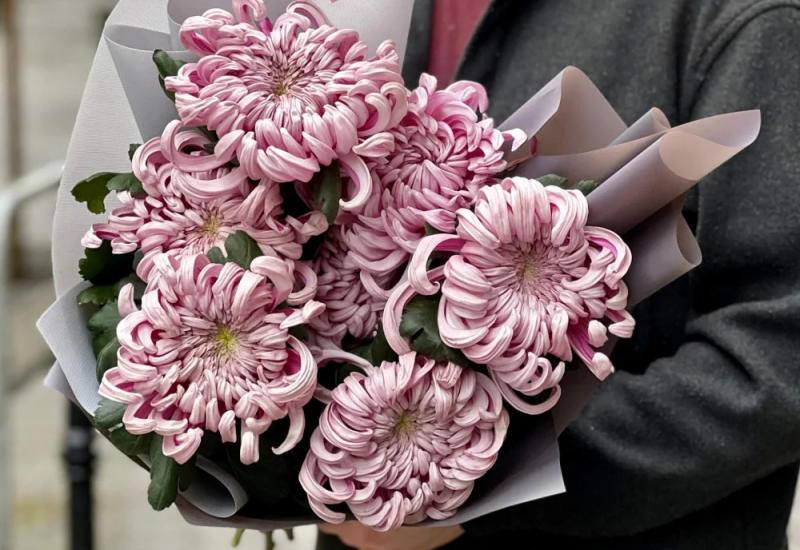 1. Hoa cúc hồng tú kiều nổi bật với bông to tròn như cái bát, cánh hoa nhỏ xếp đều, sắc hồng đẹp mắt. Dáng hoa thanh thoát, hiện đại, càng nở lâu màu hồng càng nhạt, tạo cảm giác nhẹ nhàng và tinh tế.