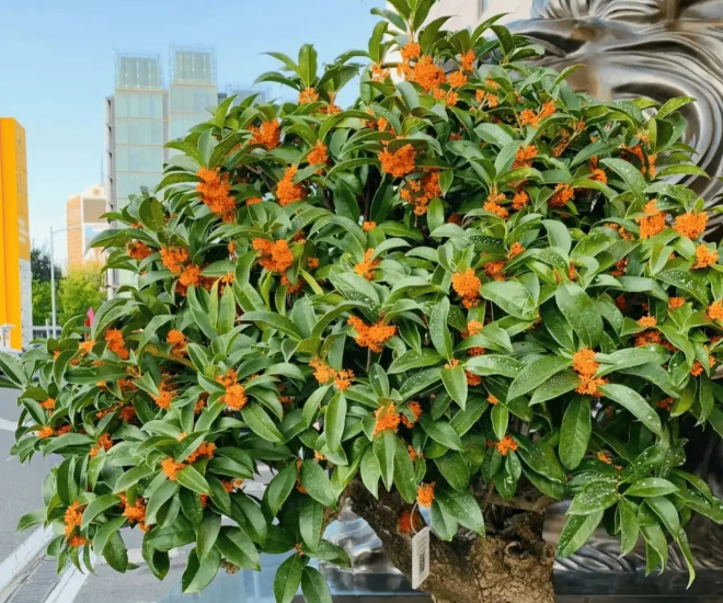 5 loại hoa mà người giàu thường “lén trồng”, bảo sao càng trồng càng giàu, nhà bạn có trồng không? - 1