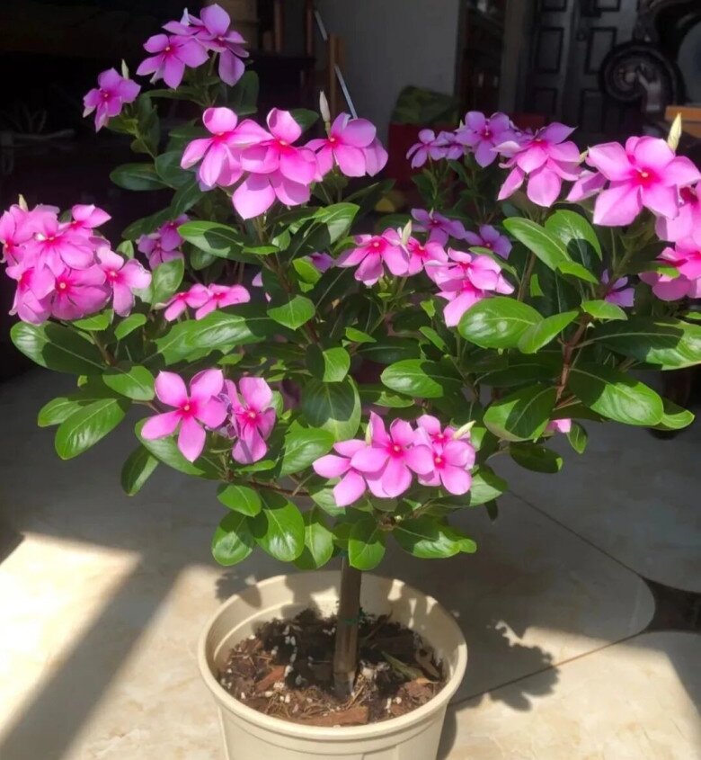 5 loài hoa nở “không biết mệt”, nở 200 ngày mỗi năm, giờ trồng chỉ 2 tháng sau đã rực rỡ - 4