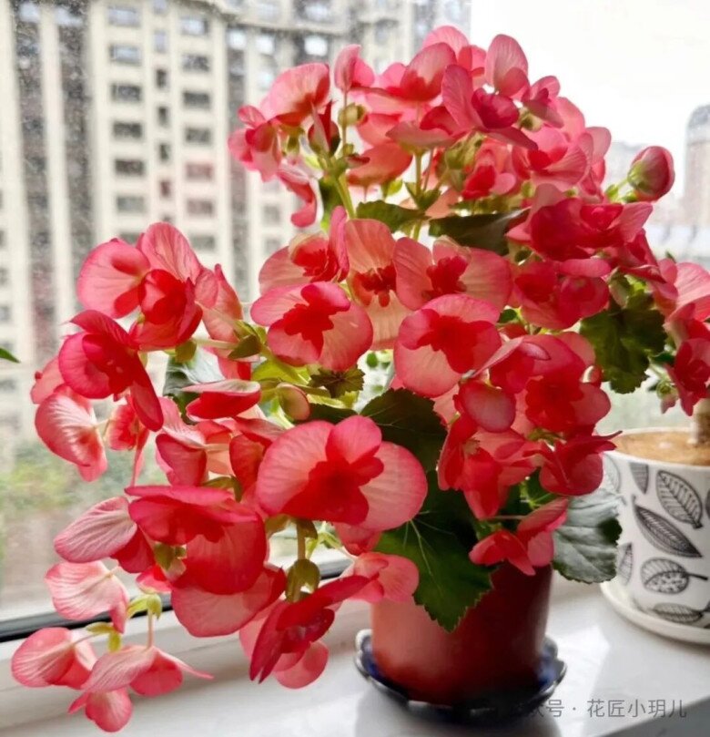 5 loài hoa nở “không biết mệt”, nở 200 ngày mỗi năm, giờ trồng chỉ 2 tháng sau đã rực rỡ - 5