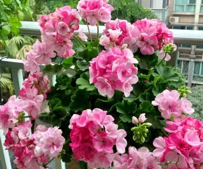 5 loài hoa nở “không biết mệt”, nở 200 ngày mỗi năm, giờ trồng chỉ 2 tháng sau đã rực rỡ - 1