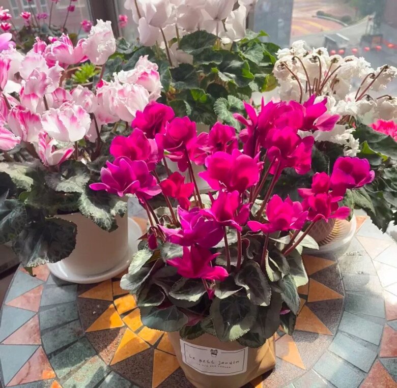 5 loài hoa “vượng khí” càng lạnh càng nở rộ rực rỡ, không cần chăm nhiều vẫn nở suốt 200 ngày mỗi năm - 4