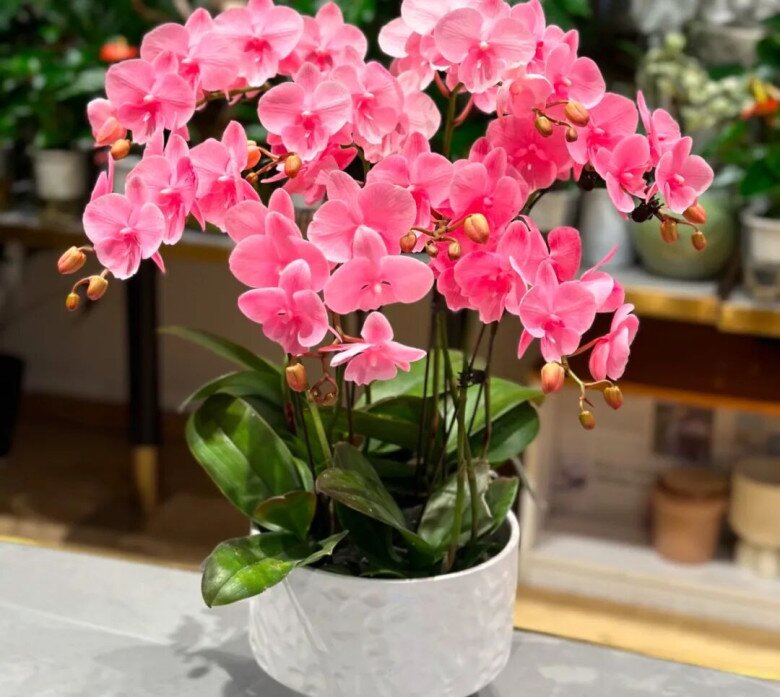 5 loài hoa “vượng khí” càng lạnh càng nở rộ rực rỡ, không cần chăm nhiều vẫn nở suốt 200 ngày mỗi năm - 3