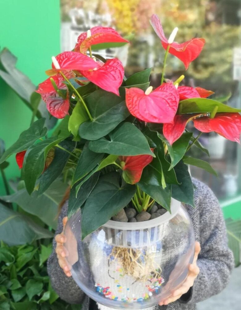 5 loại hoa dành cho người bận rộn, ít tốn công chăm sóc nhưng vẫn nở rực rỡ gần 365 ngày mỗi năm - 3