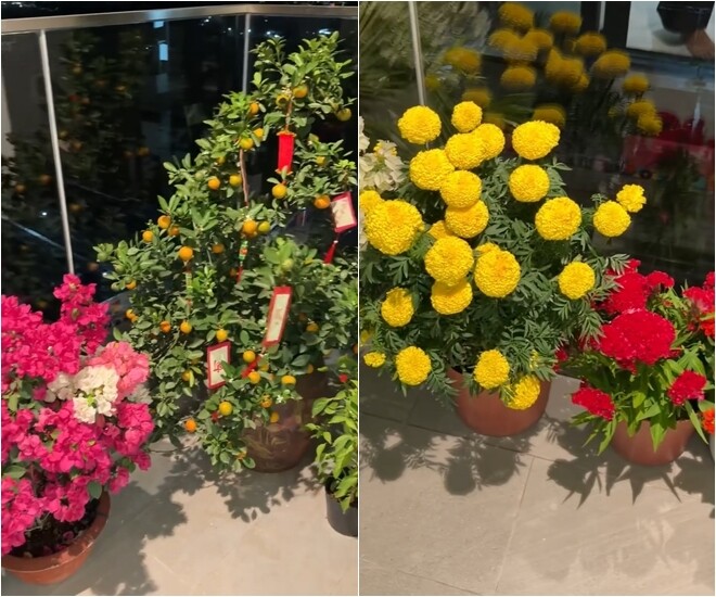 Không gian từ trong ra ngoài tươi mới, đầy sắc màu khi có sự hiện diện của các loài hoa xuân. Ban công không quá rộng vẫn được cô tận dụng để ngập tràn hơi thở thiên nhiên.