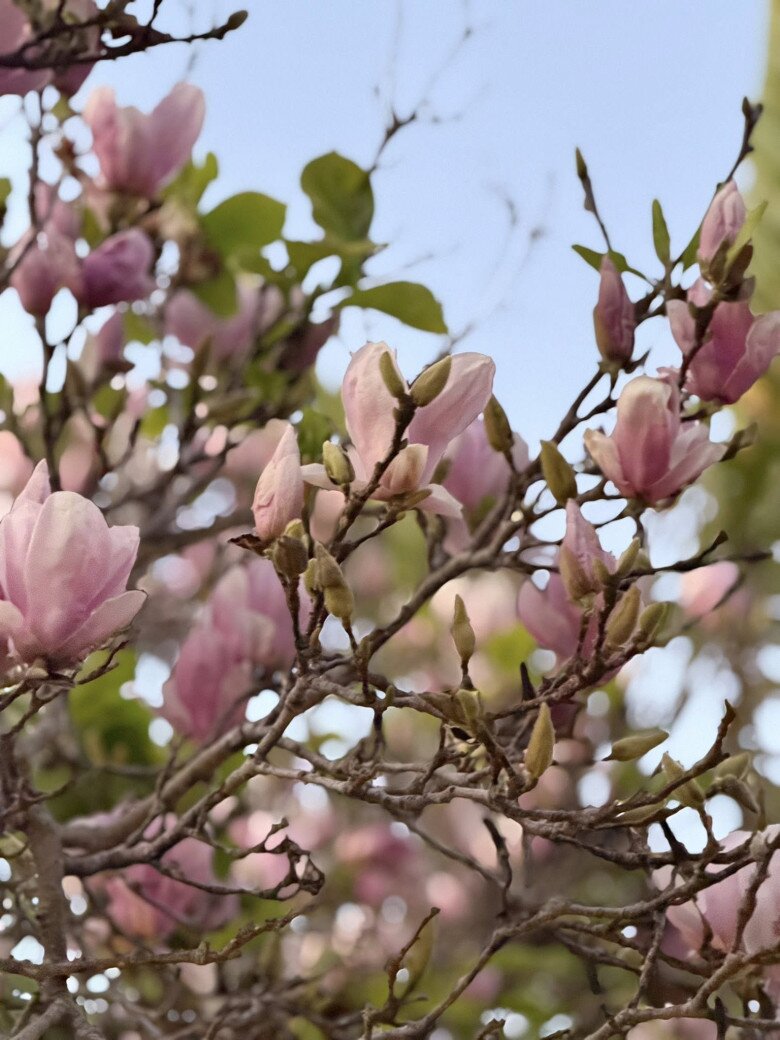 Nữ diễn viên tâm sự: Mỗi ngày trôi qua là một khoảnh khắc... Cảm nhận như thể trong tim mình vừa được thêm một nhịp đập mới, một trái tim được ấp ủ, chứ chưa bao giờ thật sự mất đi.
