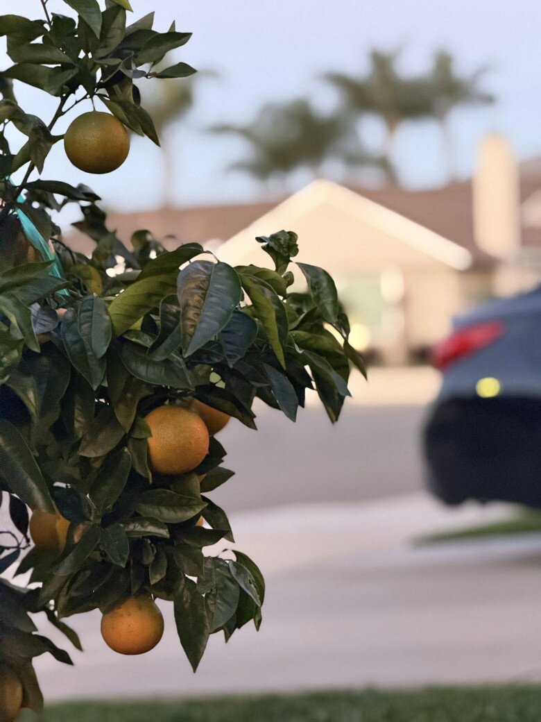 Căn nhà giúp Kim Hiền lấy lại bình yên sau ly hôn chồng thứ 2, khu vườn tuyệt đẹp đầy hoa thơm trái ngọt - 15