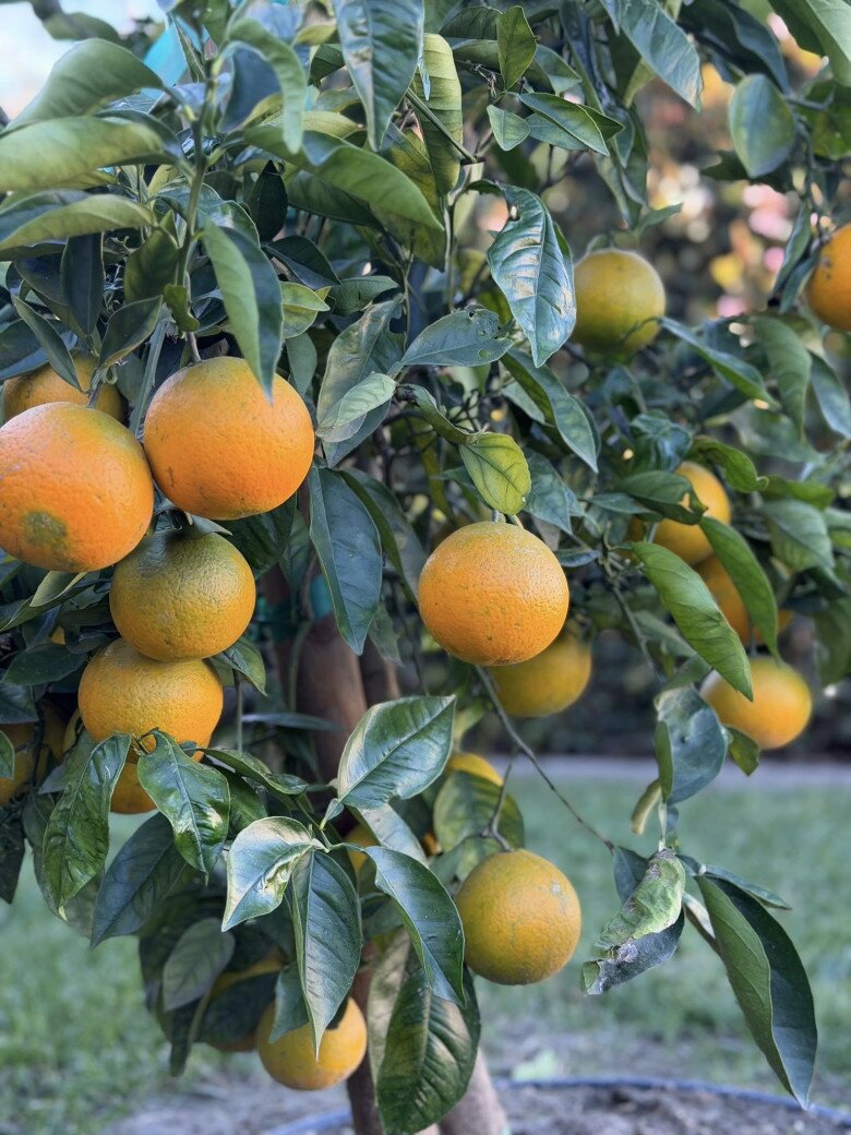 Những trái chín lặng lẽ mà đầy sự sống cũng giống như cách cô đang âm thầm tích lũy năng lượng tích cực để bắt đầu một hành trình mới tự do và an nhiên hơn.