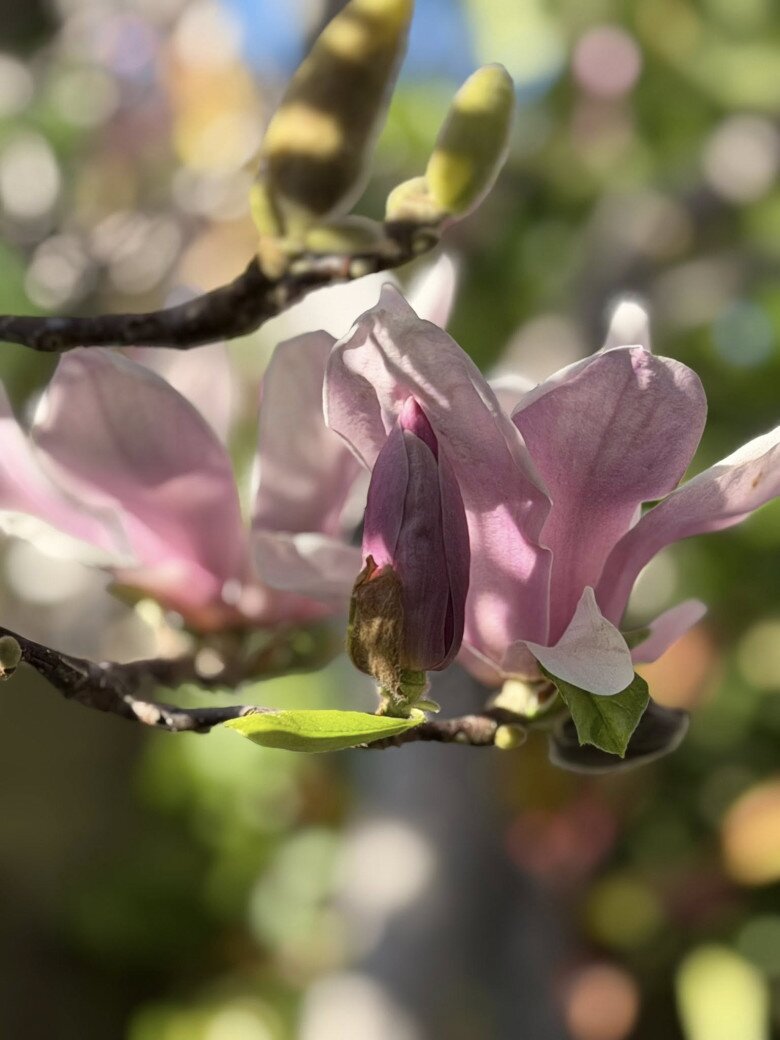 Những đóa hoa rực rỡ sắc màu vươn mình trong nắng. Kim Hiền thường ngày ngắm hoa nở và trân trọng những niềm vui giản đơn hằng ngày.