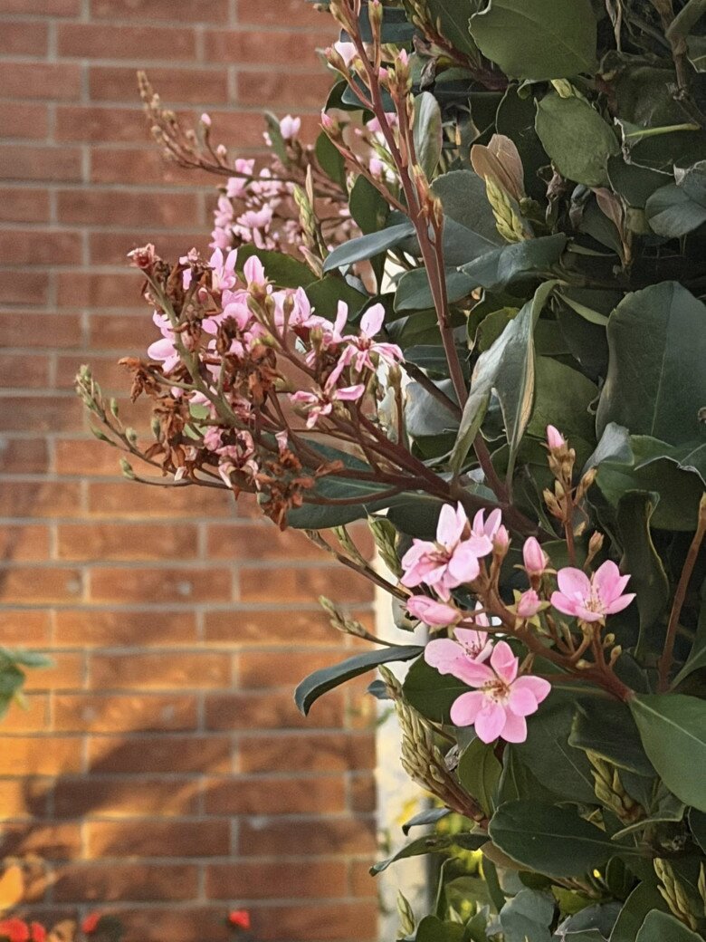 Căn nhà giúp Kim Hiền lấy lại bình yên sau ly hôn chồng thứ 2, khu vườn tuyệt đẹp đầy hoa thơm trái ngọt - 13