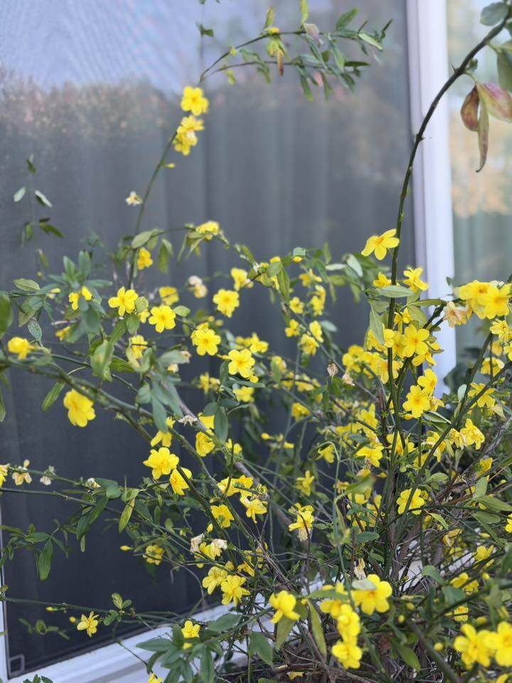 Căn nhà giúp Kim Hiền lấy lại bình yên sau ly hôn chồng thứ 2, khu vườn tuyệt đẹp đầy hoa thơm trái ngọt - 11