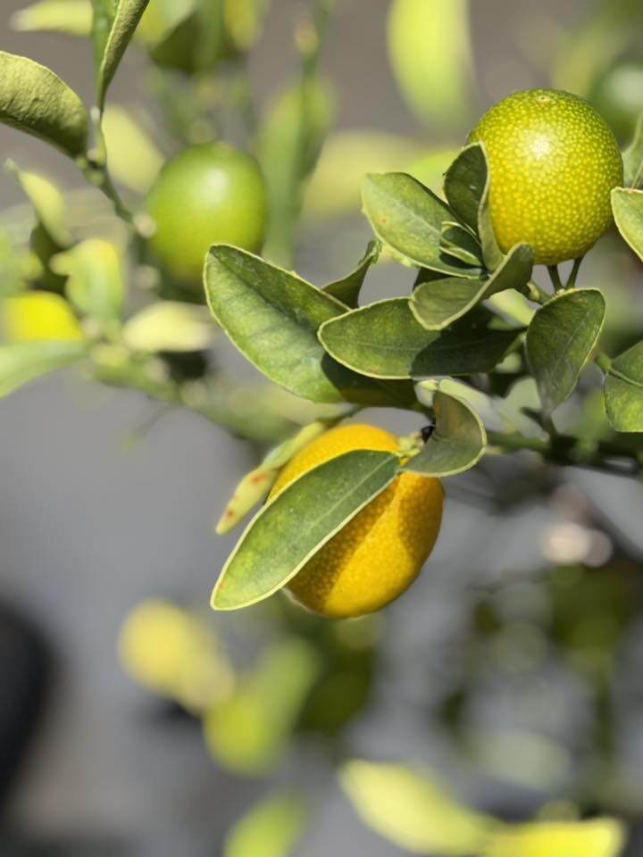 Đặc biệt, phải nói đến khu vườn đầy hoa thơm trái ngọt, chính là nơi chứng kiến sự hồi sinh của Kim Hiền sau ly hôn.