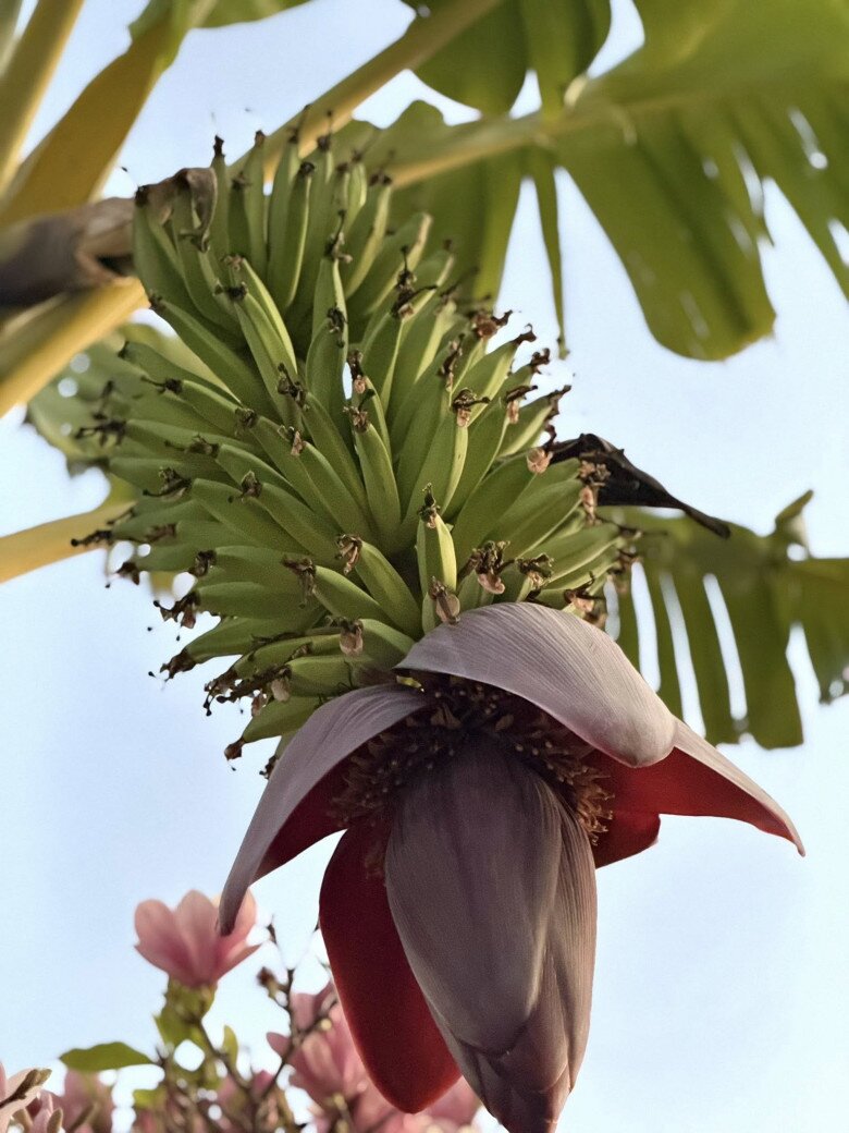 Giống như mỗi ngày được nhìn những cây xanh sinh sôi, bắt đầu trổ hoa, kết trái… lòng mình bỗng thấy cuộc sống gần thiên nhiên hơn, và cũng gần hơn với những cảm xúc thật sâu trong tim!, cô bộc bạch.