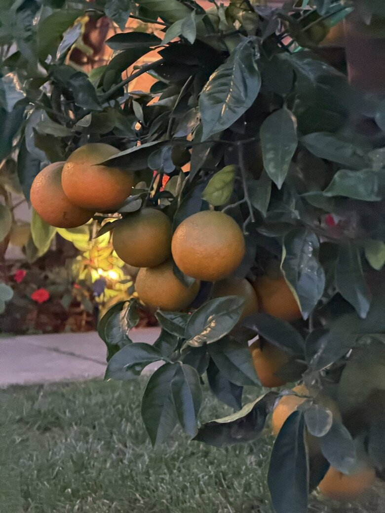 Việc tự tay chăm sóc từng gốc cây, nhìn chúng đơm hoa kết trái giúp cô nhận ra rằng dù thời gian có trôi đi, những giá trị nguyên bản của hạnh phúc vẫn luôn tồn tại nếu ta biết trân trọng.