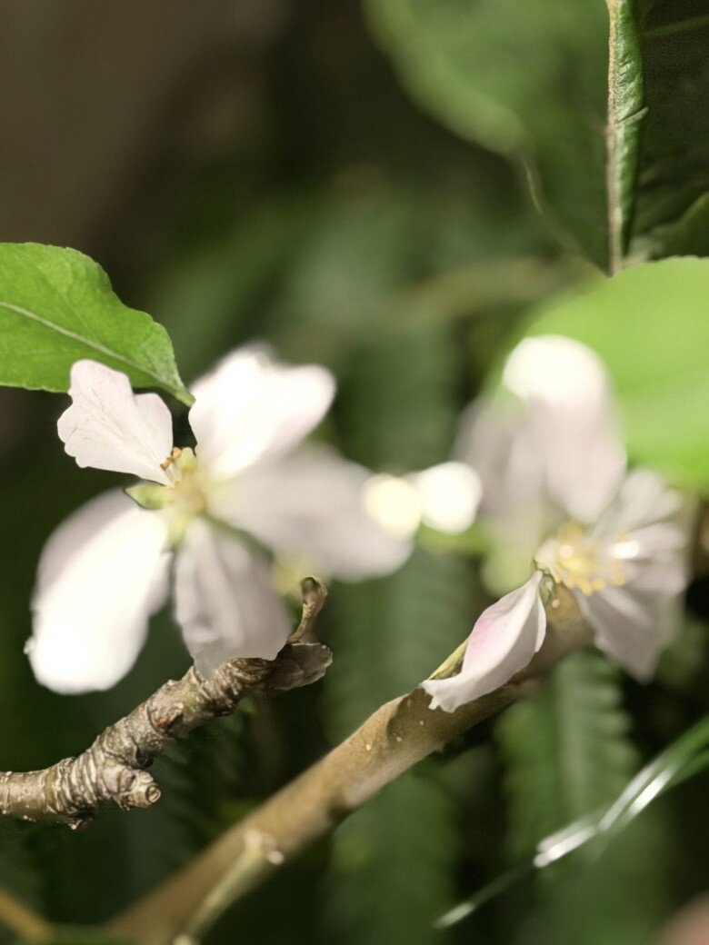 Căn nhà giúp Kim Hiền lấy lại bình yên sau ly hôn chồng thứ 2, khu vườn tuyệt đẹp đầy hoa thơm trái ngọt - 23