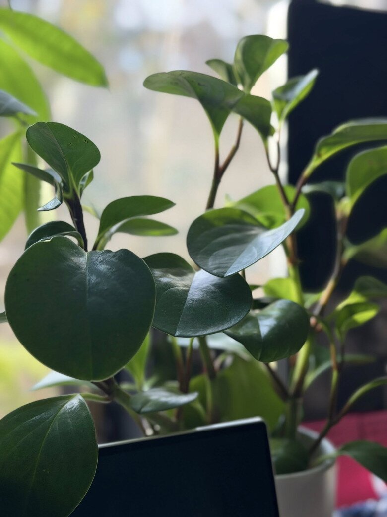 Căn nhà giúp Kim Hiền lấy lại bình yên sau ly hôn chồng thứ 2, khu vườn tuyệt đẹp đầy hoa thơm trái ngọt - 9