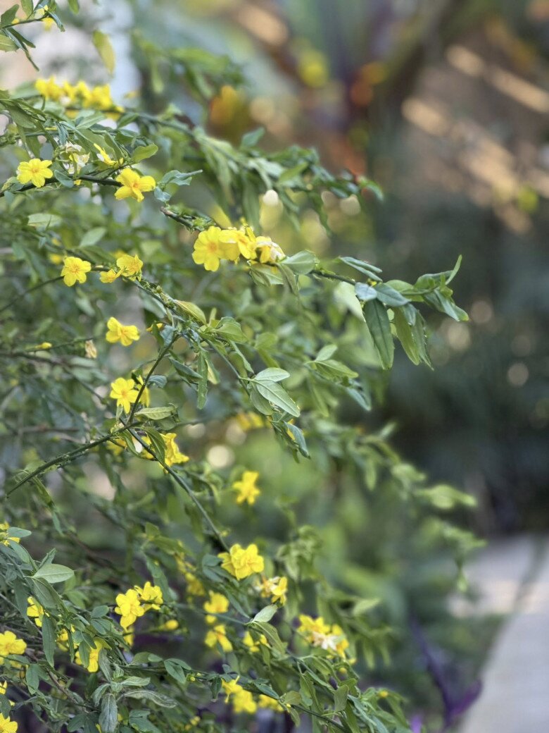 Căn nhà giúp Kim Hiền lấy lại bình yên sau ly hôn chồng thứ 2, khu vườn tuyệt đẹp đầy hoa thơm trái ngọt - 25