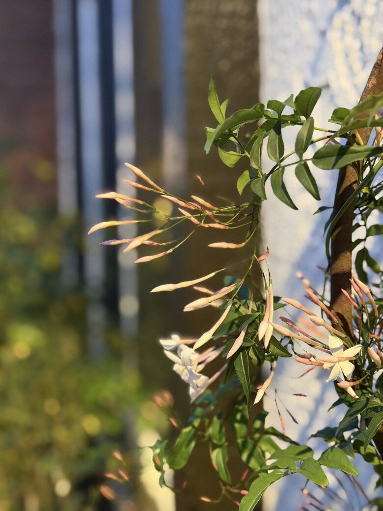 Hoa, cây cỏ trong khu vườn rất đa dạng, mỗi loài mang một sắc thái khác nhau, giúp nữ diễn viên cảm thấy được thư giãn. Với Kim Hiền, gần thiên nhiên cũng chính là cách để cô chạm đến những cảm xúc thật nhất, sâu nhất trong trái tim mình.