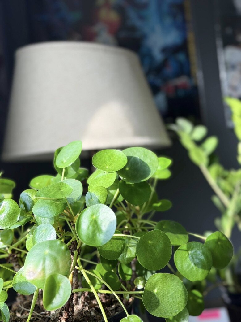 Trong phòng luôn có sự hiện diện của hoa tươi và cây xanh. Những bình hoa, chậu cây đặt trên bàn trà hay bệ cửa sổ, giúp không gian sống luôn tươi mới và đầy sức sống.