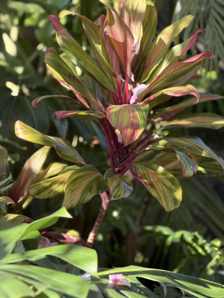 Căn nhà giúp Kim Hiền lấy lại bình yên sau ly hôn chồng thứ 2, khu vườn tuyệt đẹp đầy hoa thơm trái ngọt - 27