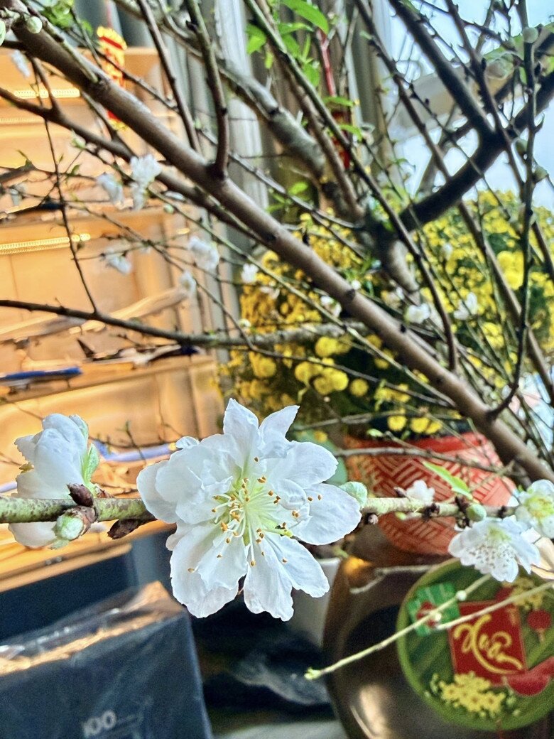 Nở sớm thì ta lại có cơ hội mua cành hoa mới, vừa ủng hộ người trồng hoa, vừa kéo dài mùa xuân…, cô thích thú khi thức dậy, cảm nhận không khí xuân trên từng bông hoa và muốn lưu giữ những khoảnh khắc này.