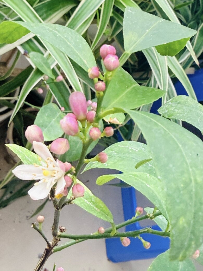 Ngoài vườn, nhiều loài hoa cũng khoe sắc, cây đâm chồi nảy lộc trong khoảnh khắc lập xuân khiến nữ MC thấy đầy năng lượng tích cực khi khởi đầu của 1 chu kỳ mới, 1 năm mới.
