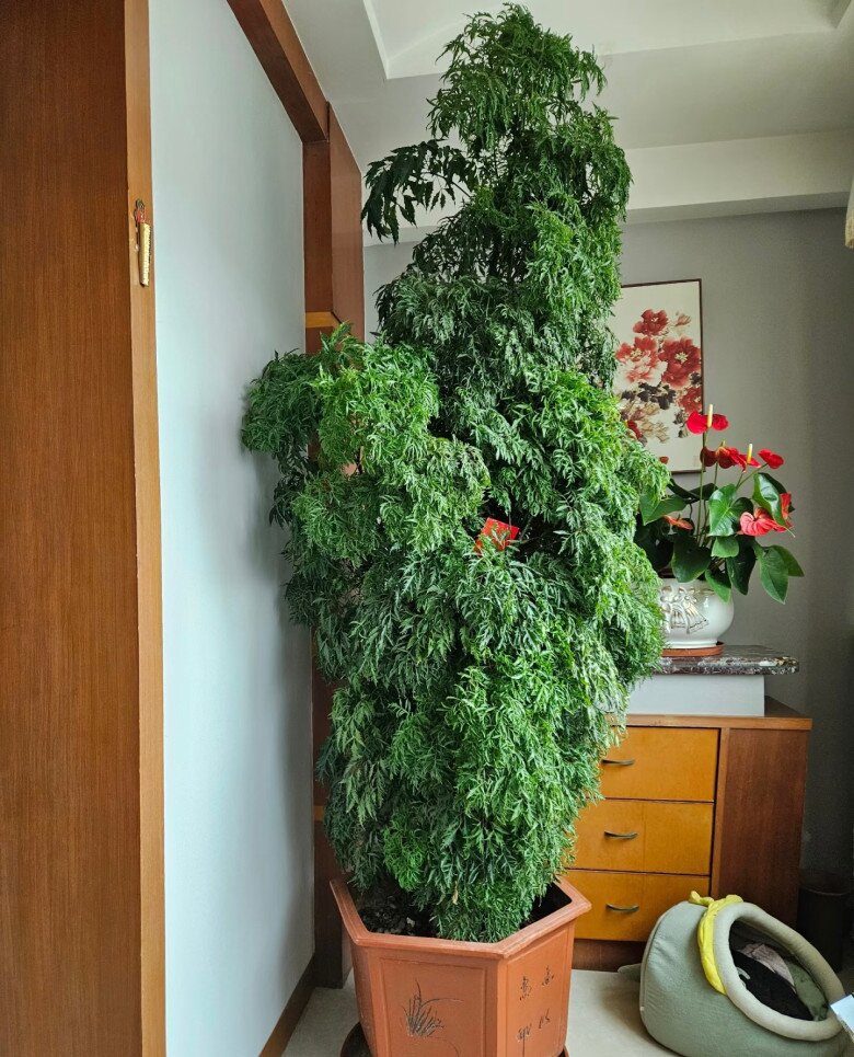 Cây cảnh được mệnh danh “bảo bối nội thất”, vừa đẹp sang, hút tài lộc lại ăn được từ ngọn tới gốc, rất được chuộng dịp Tết - 3