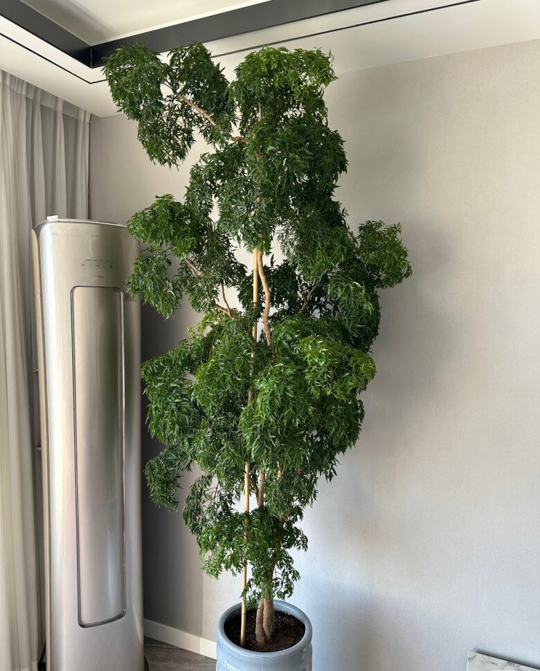 Cây cảnh được mệnh danh “bảo bối nội thất”, vừa đẹp sang, hút tài lộc lại ăn được từ ngọn tới gốc, rất được chuộng dịp Tết - 2