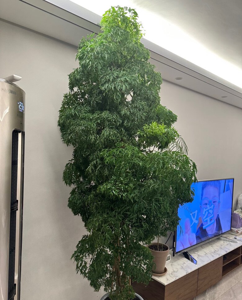 Cây cảnh được mệnh danh “bảo bối nội thất”, vừa đẹp sang, hút tài lộc lại ăn được từ ngọn tới gốc, rất được chuộng dịp Tết - 5