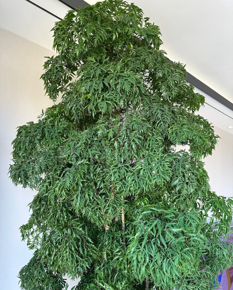 Cây cảnh được mệnh danh “bảo bối nội thất”, vừa đẹp sang, hút tài lộc lại ăn được từ ngọn tới gốc, rất được chuộng dịp Tết - 4