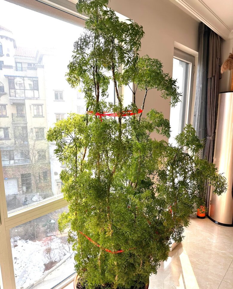 Cây cảnh được mệnh danh “bảo bối nội thất”, vừa đẹp sang, hút tài lộc lại ăn được từ ngọn tới gốc, rất được chuộng dịp Tết - 6