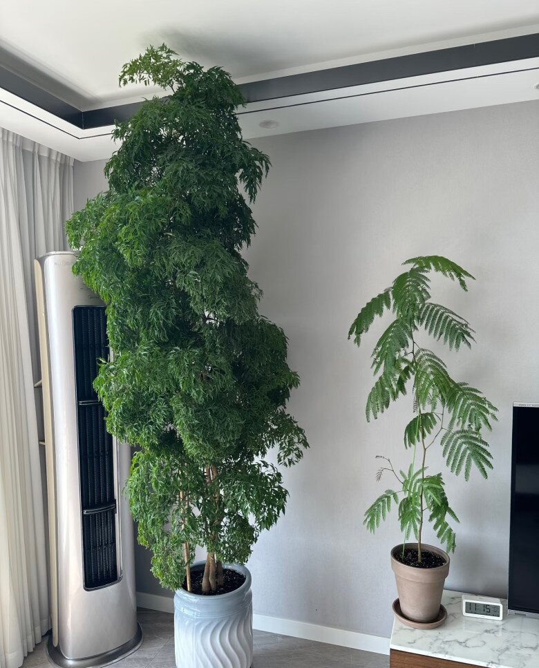 Cây cảnh được mệnh danh “bảo bối nội thất”, vừa đẹp sang, hút tài lộc lại ăn được từ ngọn tới gốc, rất được chuộng dịp Tết - 7