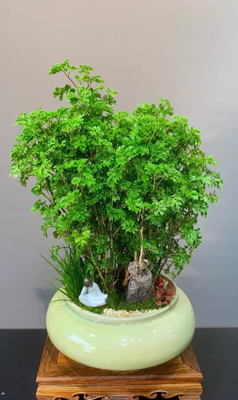 Cây cảnh được mệnh danh “bảo bối nội thất”, vừa đẹp sang, hút tài lộc lại ăn được từ ngọn tới gốc, rất được chuộng dịp Tết - 8