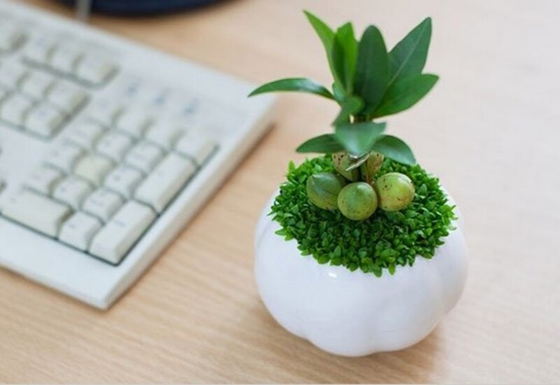 Theo phong thủy, cây mang đến tài lộc, may mắn, cát khí và sung túc, hợp với người mệnh Mộc và Hỏa. Cây ưa ánh sáng nhẹ, tưới nước 2–3 lần/tuần. Để cây xanh mướt, nên bón thêm phân ủ mục, mùn cưa hoặc vỏ trấu định kỳ, đồng thời phơi nắng buổi sáng 15–30 phút mỗi ngày.