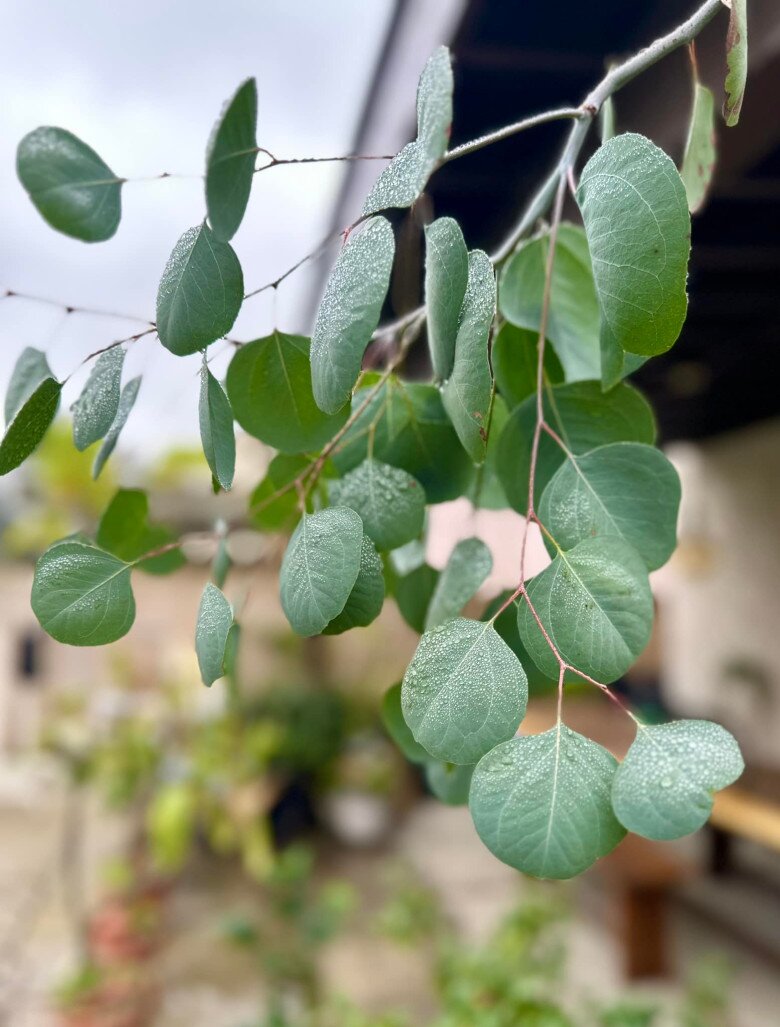 Cơ ngơi của nữ danh hài Hồng Đào có khung cửa như tranh vẽ đẹp mê, đứng vào là có ảnh xinh - 12