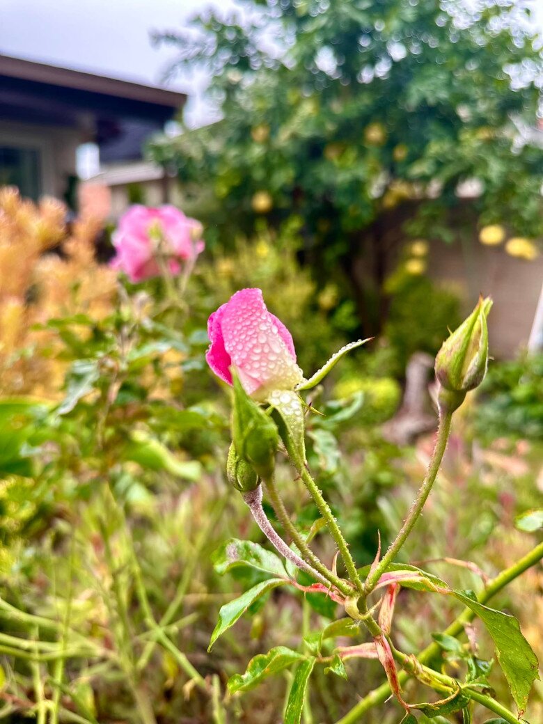 Nhánh lá khuynh diệp hay nụ hoa hồng tươi e ấp đang hứng những giọt nước mưa tinh khiết. Cảnh sắc trong khu vườn lúc nào cũng rực rỡ.