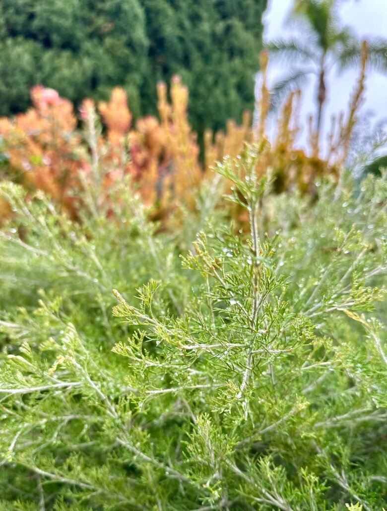 Cận cảnh những lá ngọn của cây Leucadendron với sắc tím hồng lung linh trong nước mưa cùng những loại cây bụi độc đáo trong khu vườn.