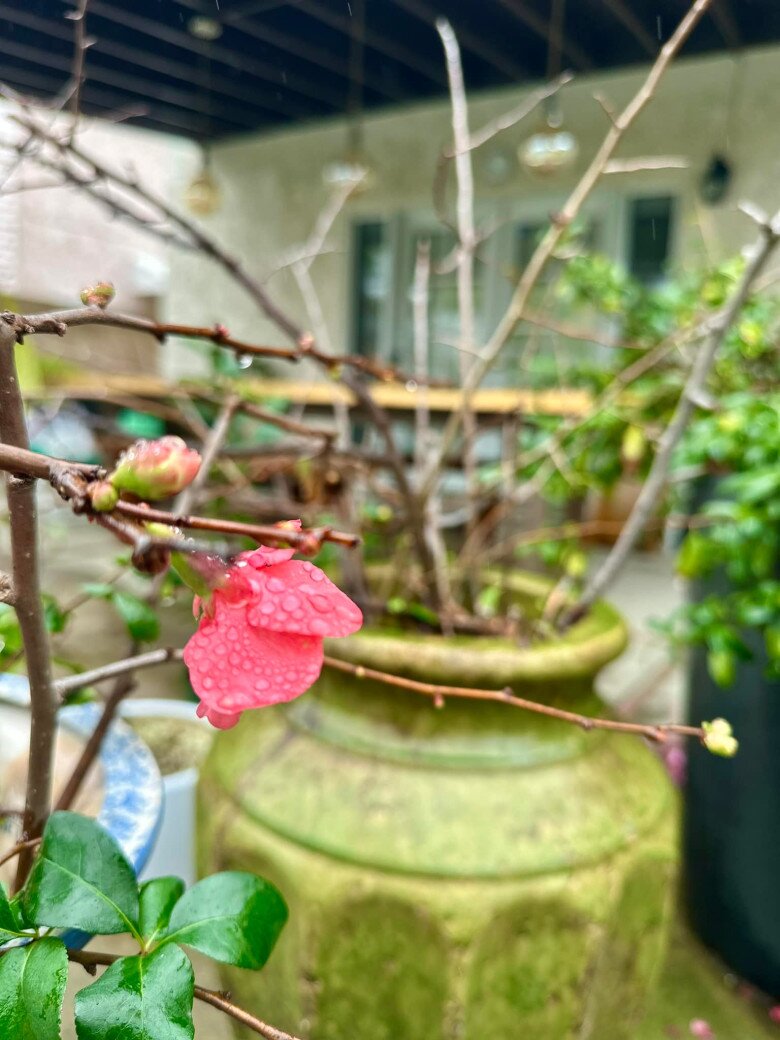 Hồng Đào mê mẩn khu vườn và từng chụp từng nhành hoa ngọn cỏ đầy sống động. Một đóa hoa trà hồng cánh kép nở rộ tuyệt đẹp hay mai đang nụ đọng lại những giọt nước mưa tạo nên khoảnh khắc rất thơ.