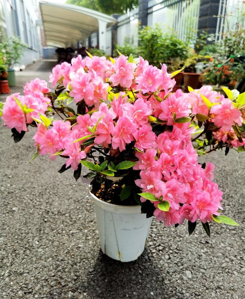 Đây là “vương giả” trong giới cây cảnh trồng chậu, hoa rực rỡ, dễ chăm, nở tới 300 ngày mỗi năm - 4