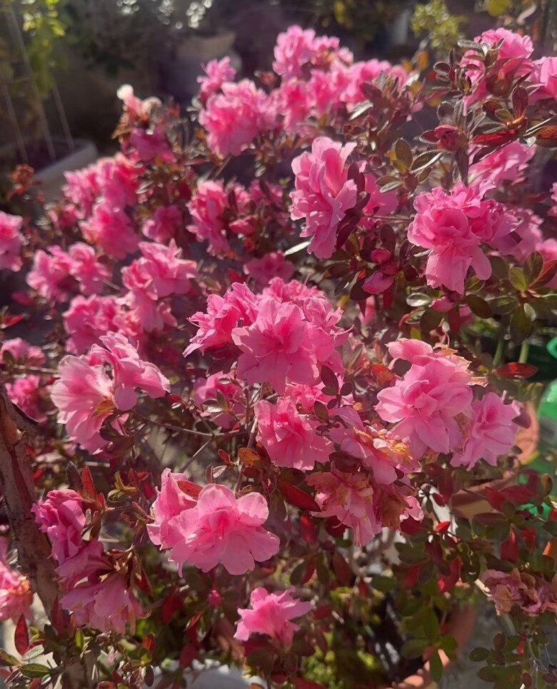 Đây là “vương giả” trong giới cây cảnh trồng chậu, hoa rực rỡ, dễ chăm, nở tới 300 ngày mỗi năm - 7