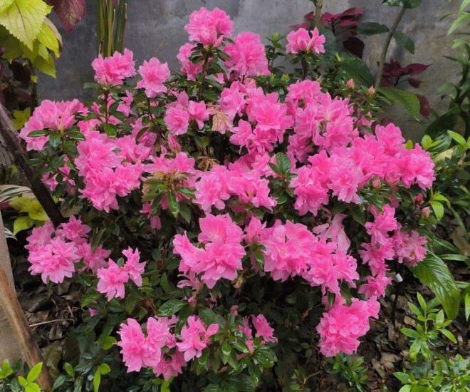 Đây là “vương giả” trong giới cây cảnh trồng chậu, hoa rực rỡ, dễ chăm, nở tới 300 ngày mỗi năm - 1