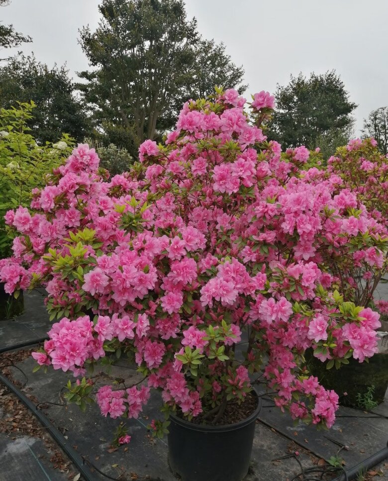 Đây là “vương giả” trong giới cây cảnh trồng chậu, hoa rực rỡ, dễ chăm, nở tới 300 ngày mỗi năm - 3