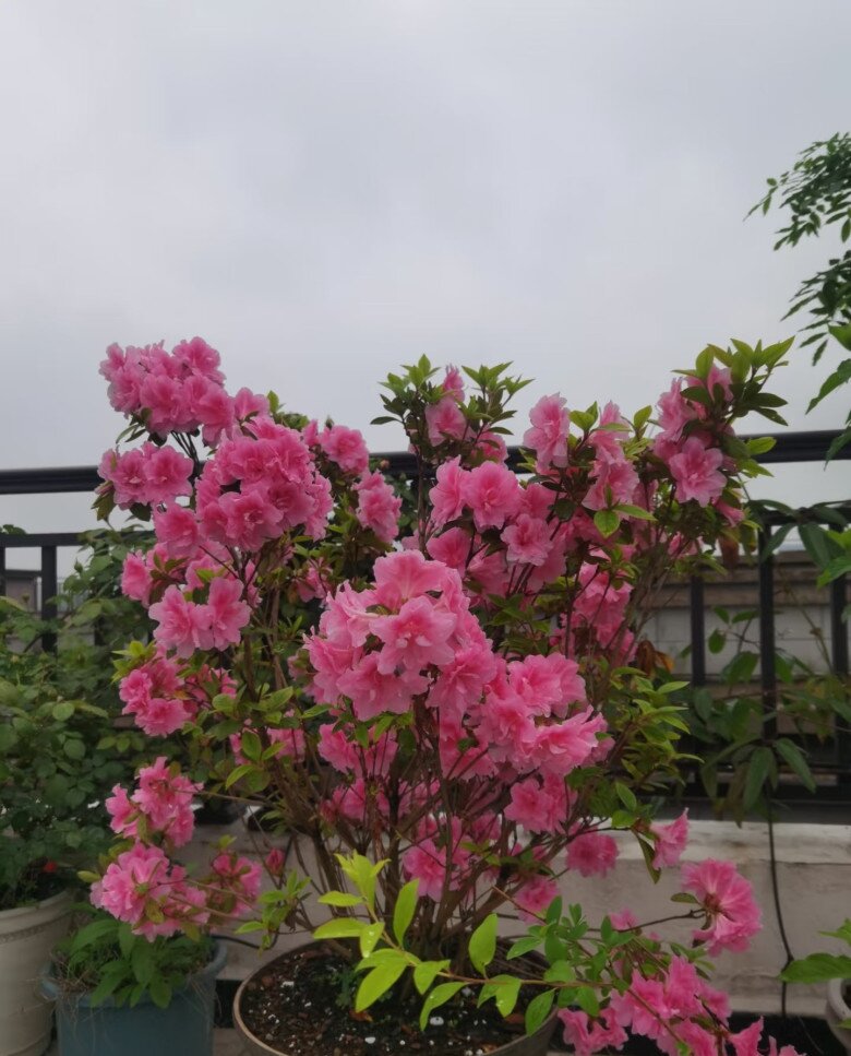 Đây là “vương giả” trong giới cây cảnh trồng chậu, hoa rực rỡ, dễ chăm, nở tới 300 ngày mỗi năm - 5